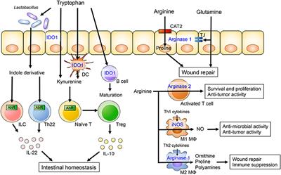 The Role of Dietary Nutrients in Inflammatory Bowel Disease